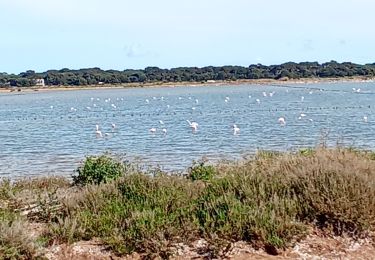 Randonnée Marche Hyères - L'Almanarre-Le Pousset-Port d'Hyères - Photo