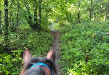 Trail Horseback riding Sivry-Rance - promenade de la verrerie  - Photo