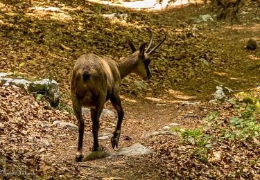 Tour Wandern Saint-Jean-de-Sixt - 2022 08 11 Croix de Lachat - Photo