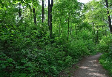 Tour Zu Fuß Brilon - Briloner Kammweg - Photo