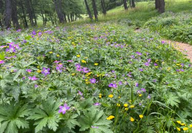 Trail Walking Uvernet-Fours - Le lac de Praloup  - Photo
