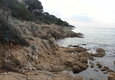 Trail Walking La Croix-Valmer - Cap Lardier Cap Taillat-24-01-224 - Photo