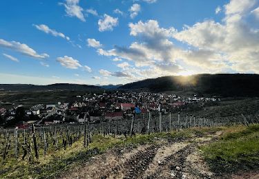 Tocht Stappen Riquewihr - Les vignes du village de Riquewihr en France (circuit Geovino) - Photo