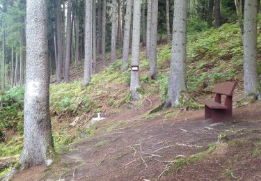 Tocht Te voet Waldeck - Rundwanderweg Freienhagen 2 - Photo