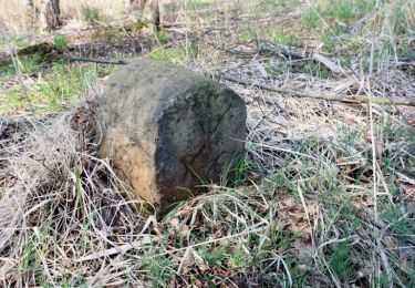 Tour Zu Fuß Bad Schmiedeberg - Heideschänke-Moschwig - Photo