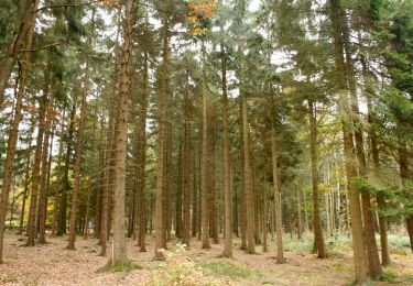 Tour Zu Fuß Sprimont - Fond des Trois Bois - Photo