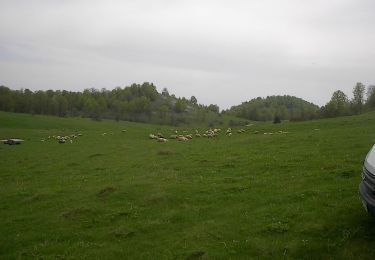 Tour Zu Fuß  - Moneasa – cabana „Gaudeamus” – platoul Tinoasa – valea Meghieșului – Moneasa - Photo