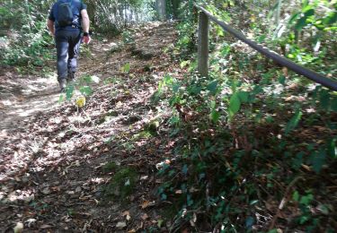 Tour Wandern Érezée - Mormont  - Photo