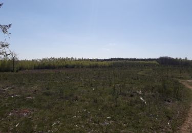 Randonnée Marche Bastogne - marvie.lutremange - Photo