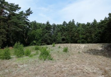 Percorso A piedi Beelitz - Rundwanderweg Riebener See - Photo