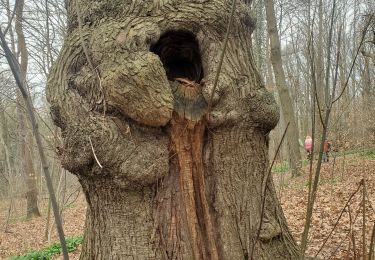 Tocht Noords wandelen Wezet - julienne - Photo