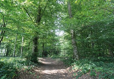 Randonnée Marche Libin - Libin - Natura 2000, des sites qui valent le détour - Lx22 - Photo