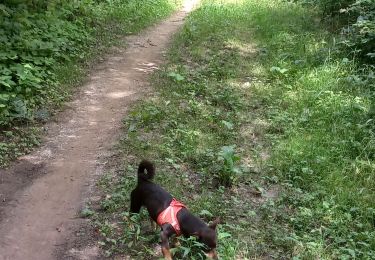 Trail Walking Baincthun - Baincthun 17 Juillet 2025 - Photo