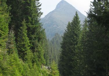 Trail On foot Gsies - Valle di Casies - IT-54 - Photo