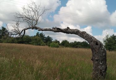 Tour Wandern Banon - la rochegiron. la chapelle  St Michel  - Photo