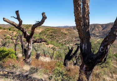 Tocht Te voet São Brás de Alportel - Cerros de Sobro - Photo