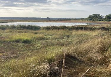 Percorso Sentiero Séné - Bretagne réserve naturelle  - Photo