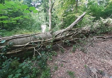 Tour Wandern Bergen - Lieu dit le Bois brûlé  - Photo