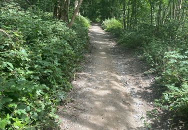 Tocht Stappen Bergen - Bois d'Havré - Saint-Symphorien - Bois Là-Haut. - Photo