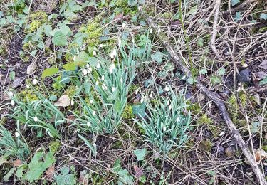 Tocht Stappen Chaudefonds-sur-Layon - Chaudefonds  - Photo