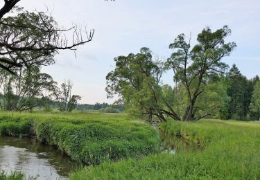 Tour Zu Fuß Tirschenreuth - Tirschenreuth Rundwanderweg Nr. 4 - Photo