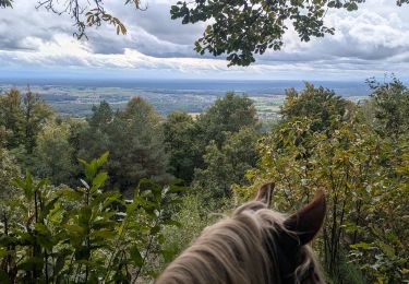 Trail Horseback riding Obersteinbach - suuntoapp-HorsebackRiding-2024-10-01T07-38-54Z - Photo