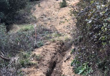 Trail Walking Tanneron - Massif du Tanneron - Bois de Callian - Photo