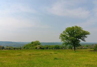 Tour Wandern Durbuy - Petit-Han ... l 