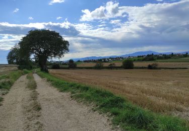 Percorso Marcia Heimsbrunn - Heimsbrunn Hochstatt - Photo