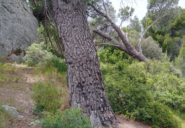 Trail Walking Aureille - Aureille les caisses de Jean Jean - Photo