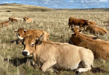 Excursión Senderismo Nasbinals - Nasbinals col d’Aubrac Montorzier - Photo