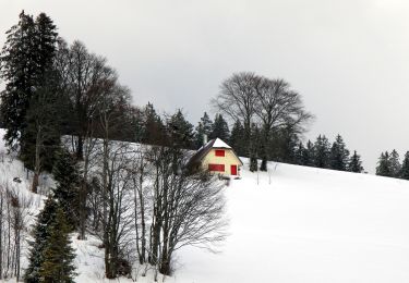 Percorso A piedi Todtnau - Martin-Heidegger-Rundweg - Photo