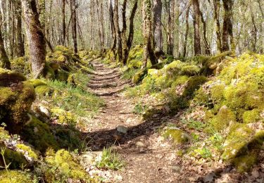 Randonnée Marche Mauzac-et-Grand-Castang - Mauzac 13,4km - Photo