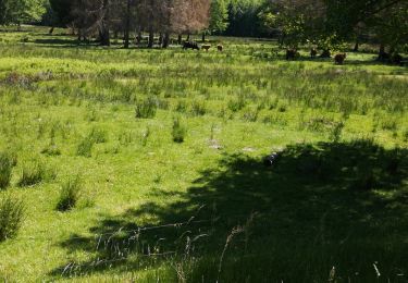 Randonnée Randonnée équestre Métairies-Saint-Quirin - rond pré baronnie château Turquestein la forêt  - Photo