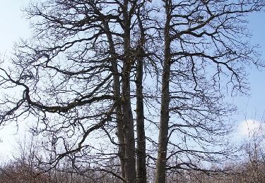 Tour Wandern Sionviller - Bois de Bonviller - Photo