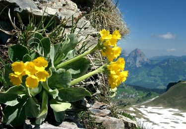 Tour Zu Fuß Morschach - Furgeli - Chlingenstock - Photo