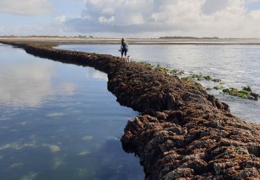 Excursión Senderismo Saint-Denis-d'Oléron - La Gautrie 26 octobre 2021 - Photo