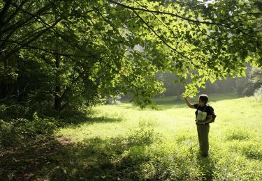Randonnée A pied Tervueren - Kap(ucijnen)bos van Duisburgwandeling - Photo