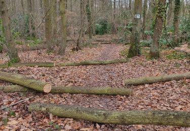 Randonnée Marche Meudon - De Meudon val fleury à Viroflay RD via forêts de Meudon et fausses reposes - Photo