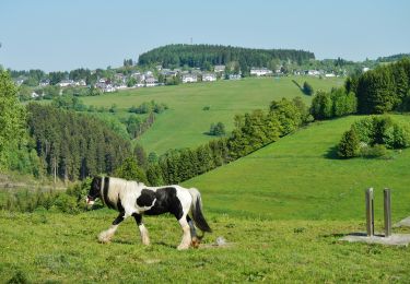 Tocht Te voet Bad Berleburg - Naturfreundeweg Girkhausen - Mollseifen - Photo