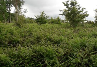 Tour Wandern Petit-Couronne - Petit-Couronne. 4,1km 10 05 2020 - Photo