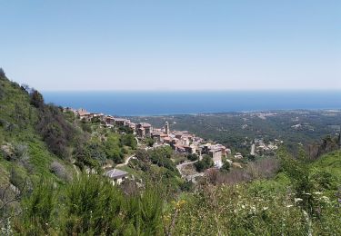 Excursión Senderismo Cervione - Belvédère de Cervione - Photo