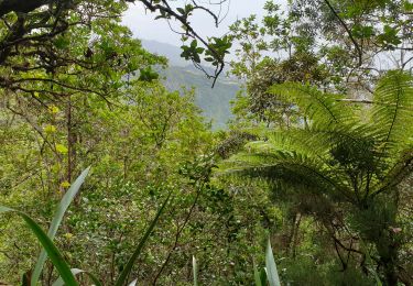 Trail Walking Saint-Denis - Tour du Pic Adam - Photo