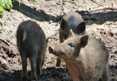 Percorso A piedi Veldensteiner Forst - Veldensteiner Forst - Rundweg Damhirsch - Photo