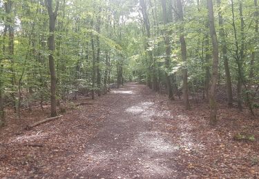 Randonnée Marche nordique Petit-Couronne - course en forêt du rouvray - Photo