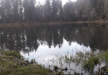 Trail Walking Lepuix - la vallée de Beucinère et l'étang des belles filles - Photo