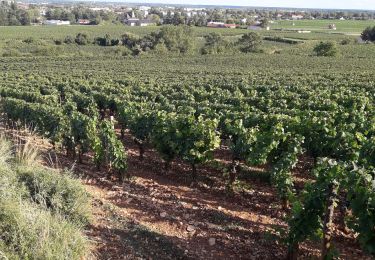 Trail Walking Beaune -  beaune - Photo