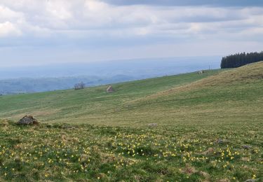 Trail Walking Saint-Sauves-d'Auvergne - Chalannes-stéle-charbonniere - Photo
