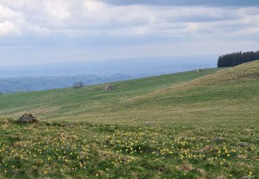 Tour Wandern Saint-Sauves-d'Auvergne - Chalannes-stéle-charbonniere - Photo