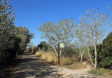 Percorso A piedi sa Pobla - Cami d'Enmig-ses Puntes - Photo